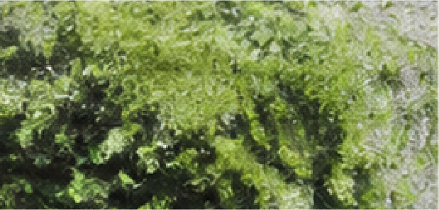 藻